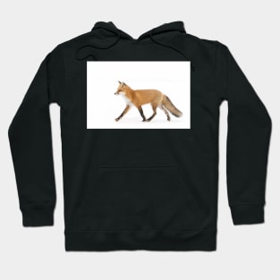 Red Fox - Algonquin Park Hoodie